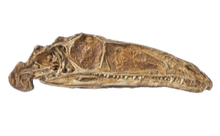 Load image into Gallery viewer, Coelophysis skull cast replica #1