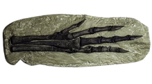Load image into Gallery viewer, Chirostenotes Dinosaur Foot Cast Replica