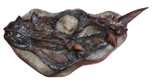 Load image into Gallery viewer, Dracorex hogwartsia skull cast replica