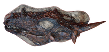 Load image into Gallery viewer, Dracorex hogwartsia skull cast replica