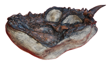 Load image into Gallery viewer, Dracorex hogwartsia skull cast replica