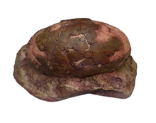 Load image into Gallery viewer, Sauropod Egg V Egg Cast Replica Dinosaur Reproductions