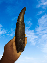 Load image into Gallery viewer, T.rex : 10 3/4" T.rex tooth cast replica