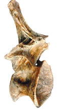Load image into Gallery viewer, Ultrasaurus Dorsal Vertebra cast replica (item #M18)