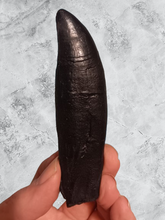 Load image into Gallery viewer, T.rex tooth #5 T-rex 4 3/4" Tyrannosaurus Rex T.rex Fossil Tooth for sale Cast Replica T-rex