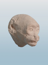 画像をギャラリービューアに読み込む, Baboon (Papio ursinus), female death cast replica Life cast