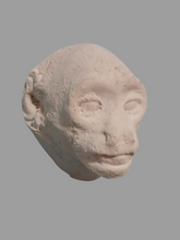 画像をギャラリービューアに読み込む, Baboon (Papio ursinus), female death cast replica Life cast