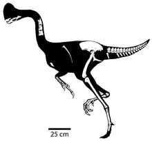 Load image into Gallery viewer, Chirostenotes Dinosaur Foot Cast Replica