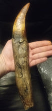 Load image into Gallery viewer, T.rex : 10 3/4" T.rex tooth cast replica