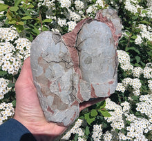 Load image into Gallery viewer, Cast Oviraptor Egg nest with Eggs Dinosaur