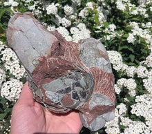 Load image into Gallery viewer, Cast Oviraptor Egg nest with Eggs Dinosaur