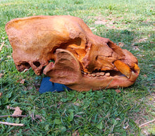 画像をギャラリービューアに読み込む, Real Fossil Cave Bear Skull for sale