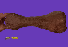 Load image into Gallery viewer, Triceratops: Giant Triceratops toe (metatarsal)