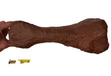 Load image into Gallery viewer, Triceratops: Giant Triceratops toe (metatarsal)