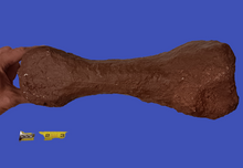 Load image into Gallery viewer, Triceratops: Giant Triceratops toe (metatarsal)