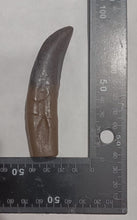 Load image into Gallery viewer, Allosaurus Dinosaur Fossil Tooth cast replica figure 4" / 10cm