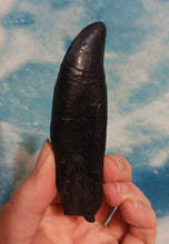 Load image into Gallery viewer, T.rex tooth #5 T-rex 4 3/4" Tyrannosaurus Rex T.rex Fossil Tooth for sale Cast Replica T-rex