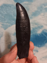 Load image into Gallery viewer, T.rex tooth #5 T-rex 4 3/4" Tyrannosaurus Rex T.rex Fossil Tooth for sale Cast Replica T-rex