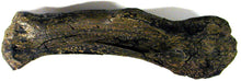 Load image into Gallery viewer, T.rex Humerus Cast Replica Hank the T-Rex Trex Tyrannosaurus rex