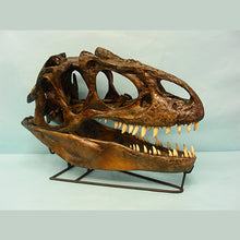Load image into Gallery viewer, Allosaurus skull cast replica (no stand) Dinosaur
