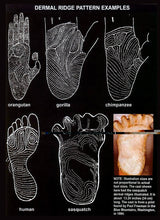 Load image into Gallery viewer, 1984 Paul Freeman's "Wrinkle Foot" cast  "A" Bigfoot Sasquatch footprint track cast replicas