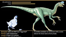 Load image into Gallery viewer, Cast Oviraptor Egg nest with Eggs Dinosaur