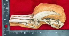 Load image into Gallery viewer, Velociraptor Foot in matrix cast replica