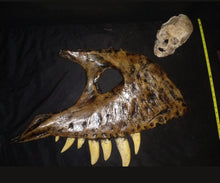 Load image into Gallery viewer, T.rex maxilla cast Harley the T.rex
