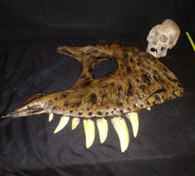 Load image into Gallery viewer, T.rex maxilla cast Harley the T.rex