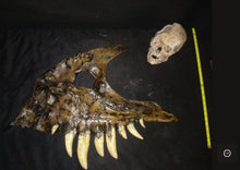 Laden Sie das Bild in den Galerie-Viewer, Rent a Dinosaur Exhibit!