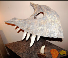 Load image into Gallery viewer, T.rex maxilla cast Harley the T.rex
