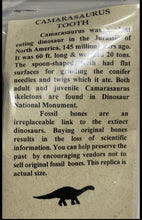 Load image into Gallery viewer, Camarasaurus Tooth Fossil Cast Replica Dinosaur Tooth #2