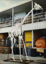 Charger l'image dans la galerie, Giraffe 14 ft tall female giraffe skeleton