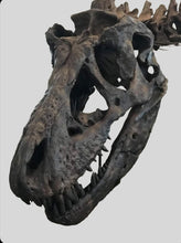 Load image into Gallery viewer, T-rex: Ivan the T.rex skeleton cast replica