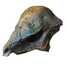画像をギャラリービューアに読み込む, Prenocephale skull cast replica Dinosaur reproductive