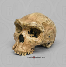 Laden Sie das Bild in den Galerie-Viewer, Homo heidelbergensis  cranium replica Full-size cast 2023