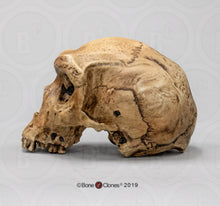 Laden Sie das Bild in den Galerie-Viewer, Homo heidelbergensis  cranium replica Full-size cast 2023