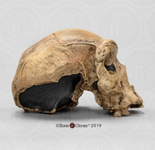 Laden Sie das Bild in den Galerie-Viewer, Homo heidelbergensis  cranium replica Full-size cast 2023