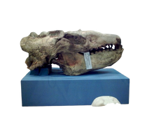 画像をギャラリービューアに読み込む, Allodesmus skull cast replica fossil cast replica (Updated 1/24)