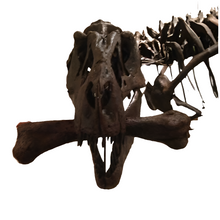 Load image into Gallery viewer, T-rex: Ivan the T.rex skeleton cast replica