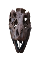 Load image into Gallery viewer, T.rex skull cast replica 1