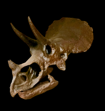 Load image into Gallery viewer, Triceratops skull cast replica reproduction for sale