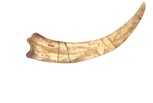 Load image into Gallery viewer, Therizinosaurus claw cast replica Dinosaur