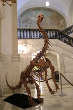Load image into Gallery viewer, Bellusaurus Skeleton cast replica dinosaur skull skeleton