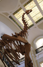 Load image into Gallery viewer, Bellusaurus Skeleton cast replica dinosaur skull skeleton