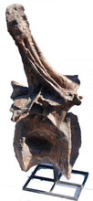 Laden Sie das Bild in den Galerie-Viewer, Rent a Dinosaur Exhibit!