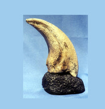 画像をギャラリービューアに読み込む, T.rex Claw 6.2" Tyrannosaurus Rex T.rex Fossil Claw cast replica for sale