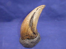 画像をギャラリービューアに読み込む, T.rex Claw 6.2" Tyrannosaurus Rex T.rex Fossil Claw cast replica for sale