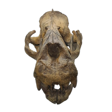 画像をギャラリービューアに読み込む, Allodesmus skull cast replica fossil cast replica (Updated 1/24)