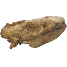 画像をギャラリービューアに読み込む, Allodesmus skull cast replica fossil cast replica (Updated 1/24)